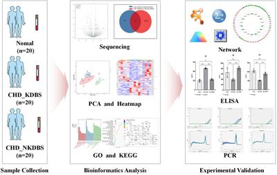 Identification and analysis of differential miRNA–mRNA interactions in coronary heart disease: an experimental screening approach